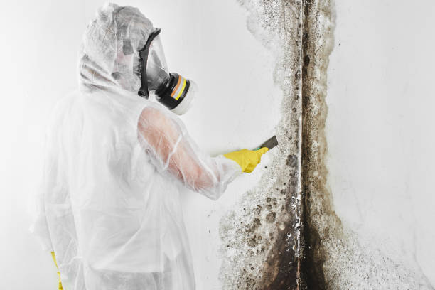 Best Post-Flood Mold Remediation in Monticello, GA
