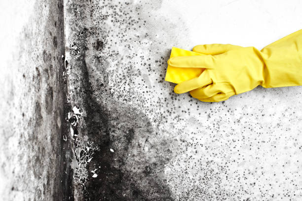 Best Basement Mold Remediation in Monticello, GA