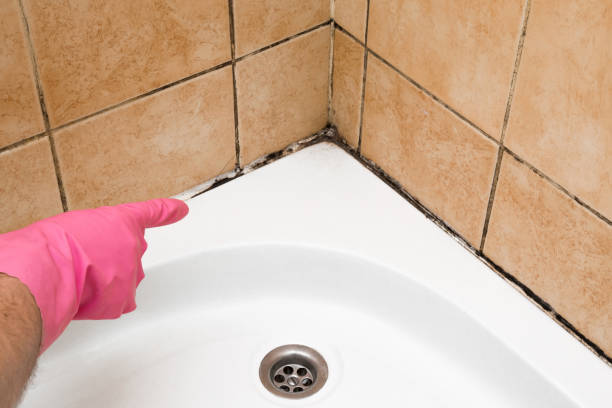 Best Black Mold Remediation in Monticello, GA